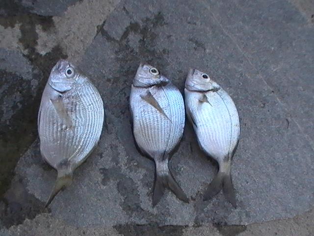 capturi grecia  - pic3474.JPG